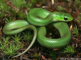 Log In Tumblr Green Snake Snake Cute Snake