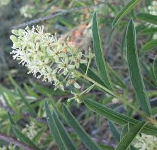 Image result for Boscia