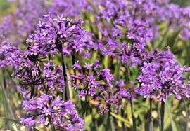 Image result for Tulbaghia