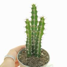 Image result for Euphorbia griseola