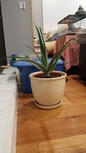 They have sharp, pinkish spines along their edges and are the source of the colourless gel found in many commercial and medicinal products. Ask A Question Forum Curling Of My Aloe Leaves Garden Org