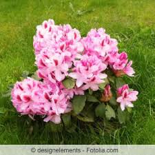 Rhododendren richtig pflanzen (3 min). Rhododendron Pflanzen Pflanzzeit Abstand Und Umpflanzen Gartendialog De