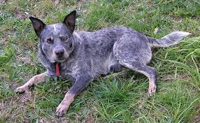 Adopt sadie may a beagle, australian cattle dog / blue heeler australian cattle dog · plain city, oh sadie may is a cute unique looking female beagle / australian cattle dogmix that is 3 years old andweighs 35 pounds. Blue Heeler Complete Australian Cattle Dog Breed Information Petmoo