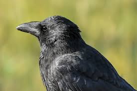 Corneille Noire Fiche Descriptive De L Oiseau Photos Instinct Animal