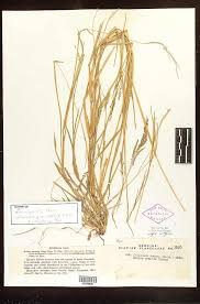 Image result for Eriochloa procera