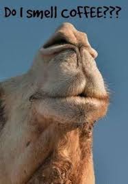 Geico camel mp3 ringtones for android. Wtaberski Wtaberski Profile Pinterest