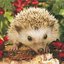 Serviette Igel Auf Beerensuche Igel Im Garten Niedliche Igel Igel