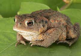 Que Significa Que Un Sapo O Rana Aparezca En Tu Casa La Vida Y La Muerte