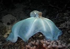 In relation to overall body size, this creature also has the largest head of any. Caribbean Reef Octopuses Marinebio Conservation Society