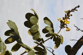 Image result for Markhamia obtusifolia