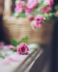 Pin On Flowers Plants Insect Photography