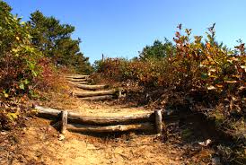 These make the perfect gifts! Albany Pine Bush Preserve Commission Albany Ny 12205