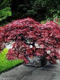 Garnet Japanese Maple Pflanzen Japanischer Garten Bepflanzung