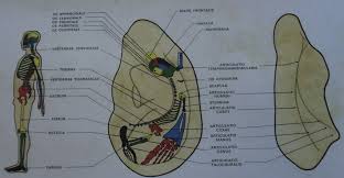 Prof Frank Bahrs Auricular Chart In 1974 Note The