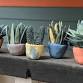 Monthly Make-Along: Miniature Plant Sculptures