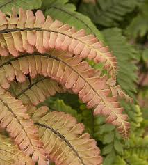Image result for Adiantum hispidulum