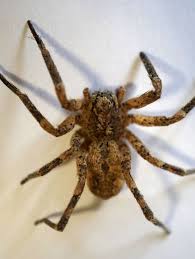 Wir kennen alle diesen moment: Neue Art Giftige Nosferatu Spinne Jagt Ofter In Der Rheinebene Metropolregion
