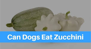 So are other members of the cucurbit family. Can Dogs Eat Zucchini Petsolino
