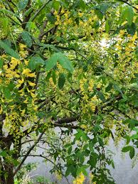 Image result for Laburnum anagyroides