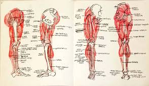 These four muscles at the front of the thigh are the major extensors (help to extend the leg. Life Drawing Leg Muscle Diagram Assignment By D0ctor Disco On Deviantart