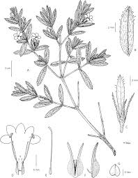 Image result for Barleria sp. D (near holubii)
