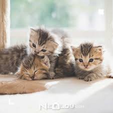 Hazimsizlik Yasayan Kediler Icin En Iyi 5 Sindirim Hassasiyetli Kedi Mamasi