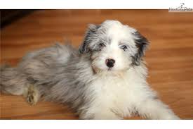 Extremely loving with its family, it will love to follow the family around and be involved in your. Miniature Aussiedoodle Blue Merle Blue Eyes Aussiedoodle Dogs Animals