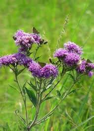 Image result for Vernonia natalensis
