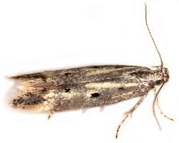 Image result for Scrobipalpula diffluella