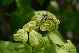Image result for Raspberry spur blight