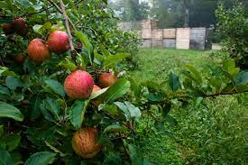 Pest management is a challenge that can grow complicated with different pests, pesticides, and dozens of other control methods. Apple Insect Management Overview Nc State Extension
