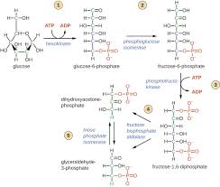 Metabolic Pathways Microbiology