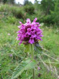 Image result for Acrotome thorncroftii