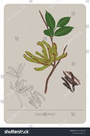 Image result for Xylopia aethiopica