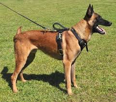 Padded Protection And Tracking Leather Dog Harness Dog Harness Dog Training Near Me Dog Training