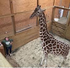 Johari & oliver giraffe live cam animal adventure park, new york. Pin By Sarah Costello On April Oliver Tajiri Azizi Johari Taj S Mate Animal Adventure Park April Giraffe Giraffe