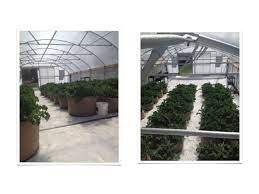 First light dep greenhouse company in the world(2006)gutter connect, gothic and hoops. Forever Flowering Greenhouses Presentation