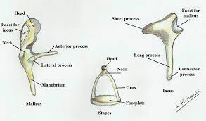 The malleus is one of three ossicles in the middle ear which transmit sound from the tympanic membrane (ear drum) to the inner ear. Malleus Incus And Stapes Download Scientific Diagram