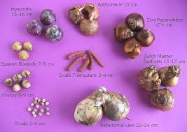 See full list on flowerpictures.net Mixed Flower Bulbs Size Comparison Easy To Grow Bulbs Bulb Flowers Plant Flower Bulbs Easy To Grow Bulbs