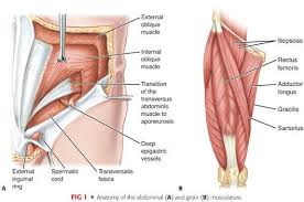 Gracilis is superficial and is. Pubalgia And Adductor Injuries Plastic Surgery Key