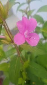 Image result for Barleria rhodesiaca