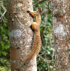 Squirrel Facts The Cream Colored Giant Squirrel Giant Squirrel Squirrel Species Squirrel