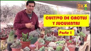 Debido a la gran cantidad de clientes, para resolver su problema más rápido, te sugerimos que presentar la solicitud. Encuentro De Cultivadores De Cactus Y Suculentas En Lima Youtube