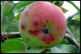 202 plum curculio | pdf 203 codling moth | pdf 204 san jose scale | pdf 205 european red mites | pdf 206 nut weevils | pdf 207 some common strawberry pests | pdf 208 grape insects | pdf 209 rednecked & raspberry cane borers | pdf 210 pecan insects | pdf 211 rosy apple aphids | pdf May Madness Reigning In Plum Curculio And Codling Moth The Jentsch Lab