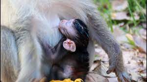 So Pity Newborn Baby Monkey Get Hurt From Bad Mom Nature Daily Youtube