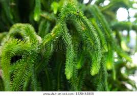 Image result for Xerophyta squarrosa