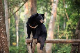 Asiatic Black Bear Range Map Asian Black Bears Ursus Thibetanus Or Asiatic Black Bear Is A Species Of Black Bear Native To Asia These Type Asian Black Bear Black Bear Asiatic Black Bear