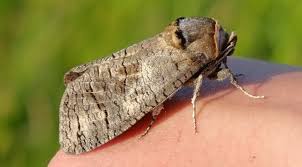 Image result for Cossus cossus