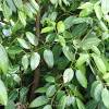 Cinnamon, ceylon cinnamon, gui, gui zhi, cassia, sweet wood. 1
