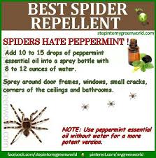 There Are An Insane Amount Of Spiders On My Camper Which Is Still In My Driveway Spiders Repellent Repellent Natural Spider Repellant